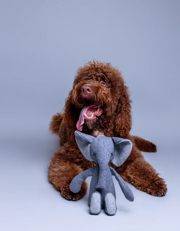 LPB-TOY-STEFAN-32_1.jpg STEFAN Plush elephant dog toy product picture