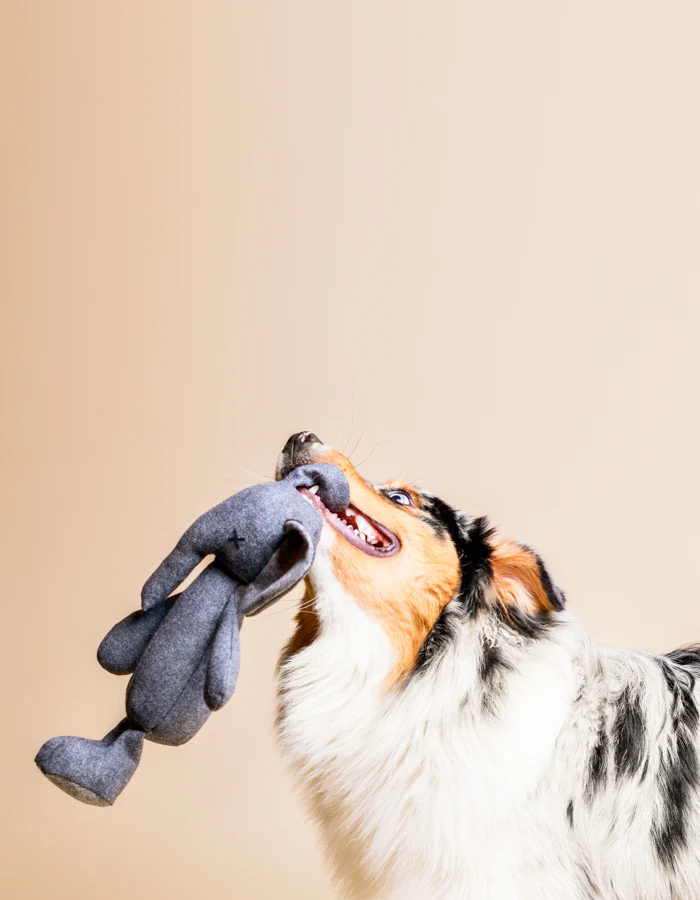 LPB-TOY-STEFAN-32_2.jpg STEFAN Plush elephant dog toy product picture