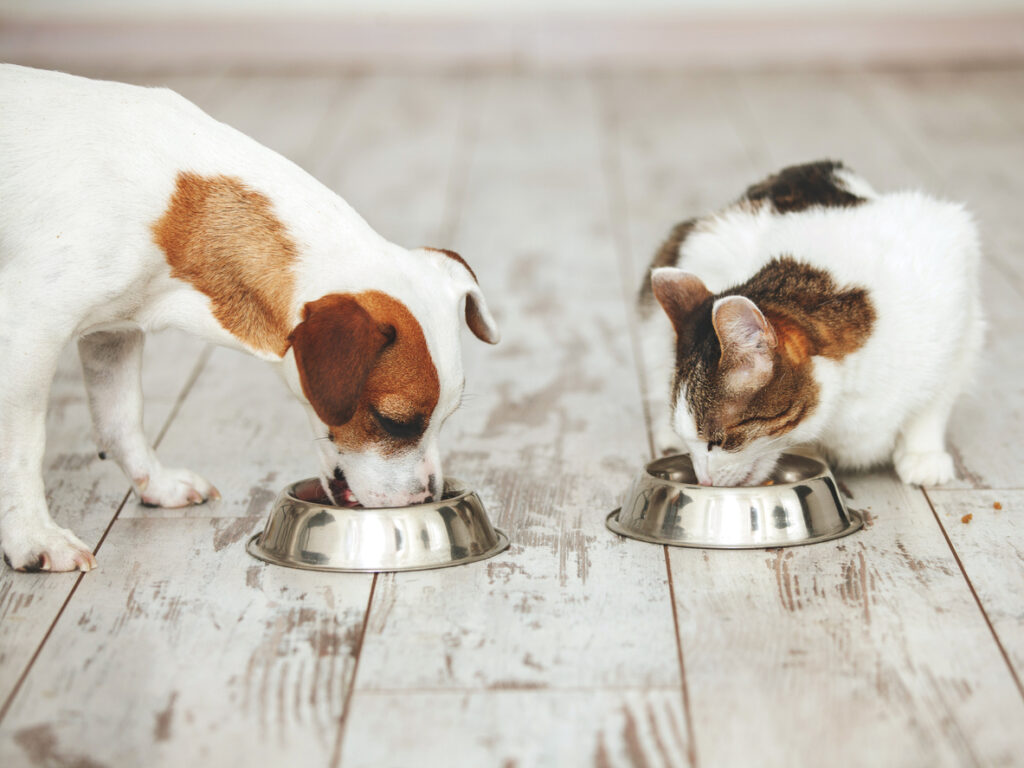 Cat and dog eating food from their bowls