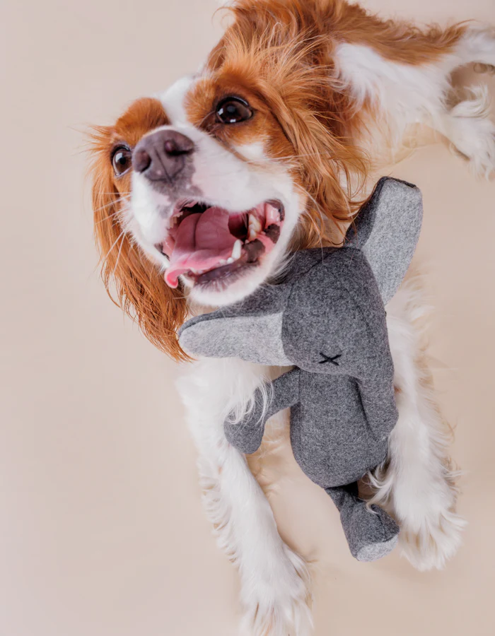 pluszowa-zabawka-dla-psa-slonik-premium-dog-toys-hundespielzeug.png STEFAN Plush elephant dog toy product picture