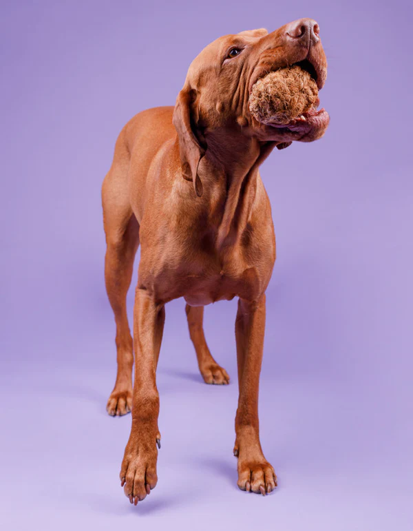 230 Lillabel Coconut Fiber Dog Ball COCO BALL